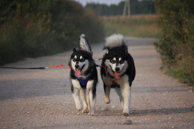 Топ-6 собак з милими хвостами-бубликами: пухнасті &quot;ведмежата&quot;